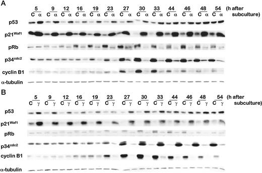 Fig. 9. Western analyses of p53, p21Waf1, pRb,p34cdc2, and cyclin B1 in nonirradiated and irradiated GM0649 cells. Confluent cells were exposed to α-particles (0 or 0.75 Gy; A) or γ-rays (0 or 3.25 Gy; B) and immediately subcultured after irradiation. Proteins were analyzed in both control (C) and irradiated (α or γ) cells at 5–54 h after subculture.