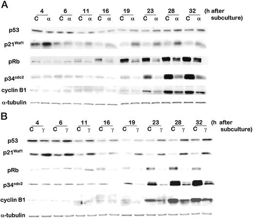 Fig. F10-9645. Western analyses of p53, p21Waf1, pRb,p34cdc2, and cyclin B1 in nonirradiated and irradiated AG01521 cells. Confluent cells were exposed to α-particles (0 or 0.85 Gy; A) or γ-rays (0 or 4 Gy; B) and immediately subcultured after irradiation. Proteins were analyzed in both control (C) and irradiated (α or γ) cells at 4–32 h after subculture.