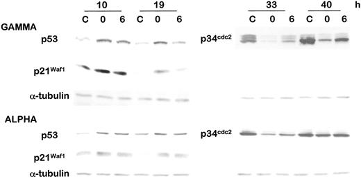 Fig. F11-9645. Western analyses of p53, p21Waf1, and p34cdc2 in cells that were nonirradiated, irradiated(α-particles or γ-rays), or irradiated and held in confluence at 37°C for 6 h. Confluent AG01521 cells were immediately subcultured after the different treatments. Proteins were analyzed in cell samples harvested 10–40 h later. C, control nonirradiated and subcultured; 0, irradiated and immediately subcultured; 6, irradiated and held in confluence for 6 h prior to subculture.