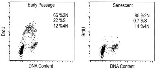 Fig. 1. Cell cycle arrest in senescence. Asynchronously growing and senescent cells were pulse labeled with BrdUrd and counterstained with propidium iodide. BrdUrd incorporation and propidium iodide uptake were plotted for both early passage (left panel) and senescent (right panel) cells. S, cells in S phase.