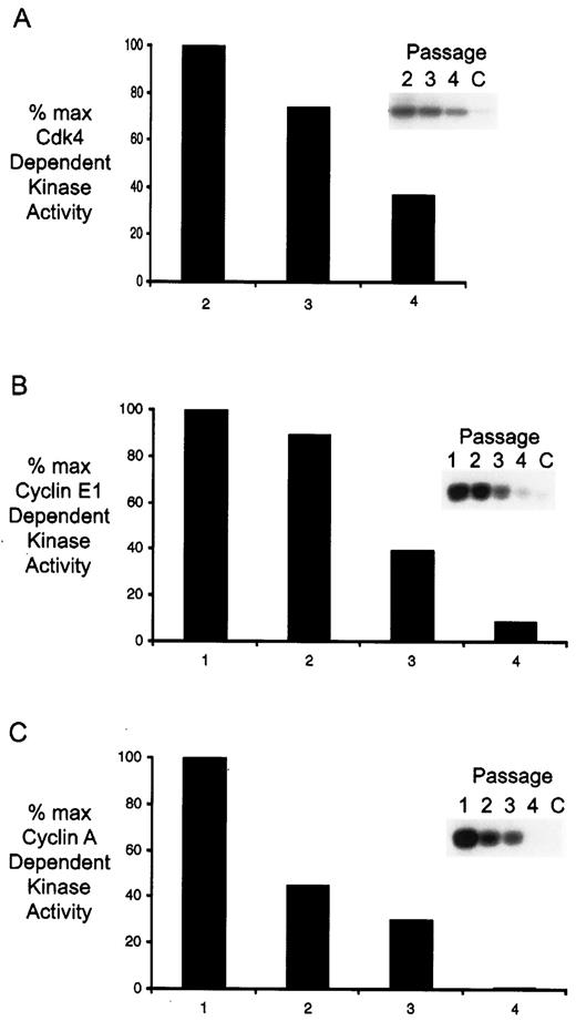 Fig. 2. Cyclin-dependent kinase activities. Kinase activities were assayed in immunoprecipitates recovered from cell lysates from early passage (passage 1) to senescence(passage 4). Background levels of kinase activity were determined by immunoprecipitation with nonspecific mouse mAbs from early passage cellular extracts (p Lane C in insets). Reaction products were resolved by SDS-PAGE,dried, and autoradiographed (insets). Phosphorylation of substrate was quantitated by phosphorimager, and the results were graphed as a percentage of the maximum early passage kinase activity. A, cdk4-associated kinase activity. The COOH-terminal domain of pRb was used as substrate in cdk4-associated kinase assays. B, cyclin E1-associated kinase activity. C, cyclin A-associated kinase activity. For B and C, histone H1 kinase activity was assayed in cyclin E or cyclin A immunoprecipitates recovered from increasing passages.