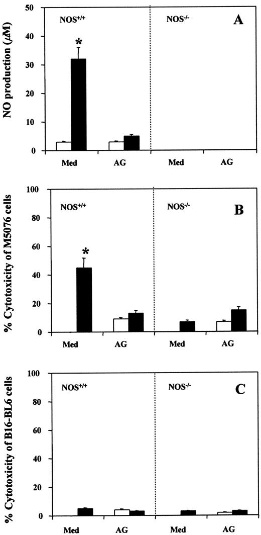 Fig. 1. Tumoricidal activity of macrophages. Purified cultures of mouse macrophages from NOS II+/+ or NOS II−/−mice were plated into 96-well plates (1 × 105/well) and incubated for 18 h with medium alone(□) or 10 units/ml IFN-γ plus 0.01 μg/ml LPS (▪), and NO production was determined by measuring nitrite accumulation in the culture supernatant (A).[3H]Thymidine-labeled B16-BL6 or M5076 target cells(1 × 104) were added in the medium(Med) alone or with 2 mm AG. After a 48-h incubation, cytotoxicity against M5076 (B) and B16-BL6(C) cells was determined as described in “Materials and Methods.” The experiments were repeated one time, and similar results were obtained; bars, SD. ∗, P < 0.01.
