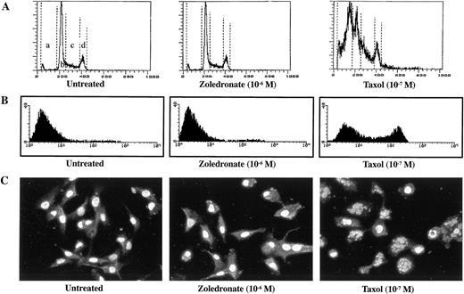 Fig. 2. BPs do not induce apoptosis in MDA-MB-231 breast carcinoma cells. A, cell cycle analysis. Control(Untreated) MDA-MB-231 cells received vehicle alone. Cells were treated with zoledronate or Taxol for 24 or 1 h at 37°C, respectively. Apoptotic DNA degradation was examined by cell cycle distribution. a, sub-G1 phase; b, G1 phase; c, S phase; d, G2-M phase. B, flow cytometry-based apoptosis assay. MDA-MB-231 cells were treated with zoledronate or Taxol for 24 or 1 h at 37°C, respectively. Untreated and treated cells in suspension were incubated with FITC-conjugated annexin V, and the cell surface binding of annexin V was analyzed by flow cytometry. C, micrographs of adherent MDA-MB-231 cells after treatment with zoledronate or Taxol for 24 or 1 h at 37°C, respectively. Nuclei were stained with Hoechst 33258, and then examined under fluorescence microscopy (×400 magnification).