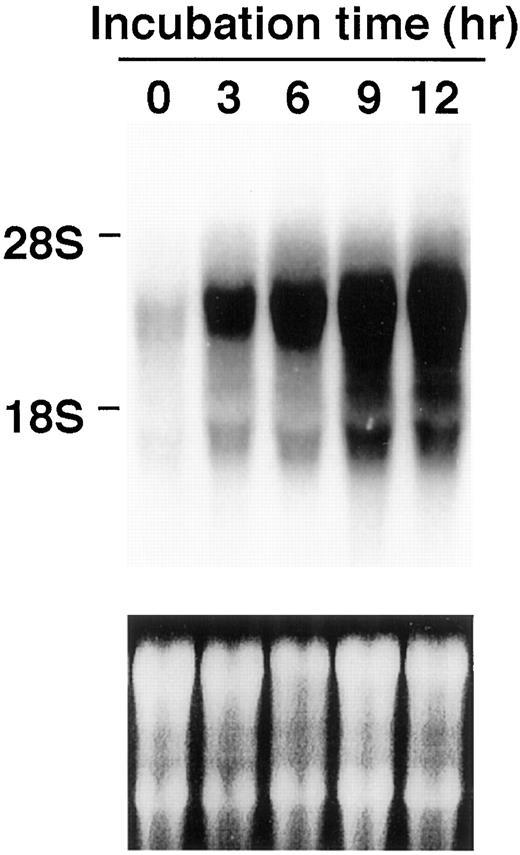 Fig. 1. Induction of VEGF mRNA in A11 cells in response to hypoxia. A11 cells were cultured for the indicated times under hypoxic conditions. Total RNA was isolated from the cells and subjected to Northern blot analysis. Blots were hybridized with 32P-labeled VEGF cDNA. Ethidium bromide staining of the gel is also shown.
