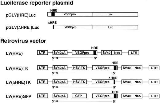 Fig. 2. Schematic representation of the luciferase reporter and retroviral constructs. VEGFpro, VEGFpromoter region; Luc, luciferase gene. VEGFpro, HSV-TK, GFP,and SV40pA were inserted into retroviral vector LXSN(BA) in a reverse orientation of LTR.