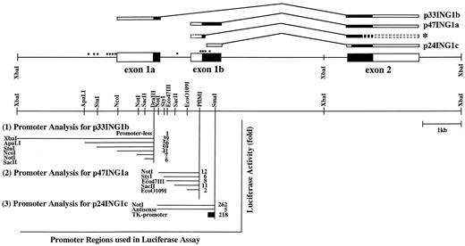Fig. 2. Genomic structure of the human ING1 gene. Shown are a schematic representation of the genomic structure and alternatively spliced transcripts (top) and luciferase analysis data with the promoters for p33ING1b [(1)],p47ING1a [(2)], and p24ING1c [(3); bottom]. ▪, coding region in exon; □, noncoding region in exon. Dots above the line indicate the distribution of cis elements for transcription factors. One alternative variant indicated by an asterisk is a new form identified in this study by RT-PCR, and the amplified region with the primers is shown. Only relevant recognition sites for restriction enzymes are shown. Promoter regions used in the luciferase assay are denoted by horizontal bars and the restriction sites. The luciferase activity measured with 293 cells is shown to the right of each bar as compared with that of the promoterless reporter plasmid.