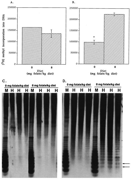 Fig. 2. The effect of dietary folate intervention on genomic DNA methylation. A, the in vitro methyl acceptance assay demonstrates no significant difference in in vitro [3H]methyl incorporation (which is inversely related to the extent of in vivo genomic DNA methylation) into hepatic DNA between the folate-deficient and-sufficient animals at 8 weeks of intervention (i.e.,3-week diet start). However, in B, the folate-deficient animals demonstrate a significantly lower degree of[3H]methyl incorporation (i.e., a higher degree of genomic DNA methylation) than the folate-supplemented animals at 5 weeks of intervention (i.e., 6-week diet start;∗, < 0.05). C, the methyl-sensitive restriction enzyme method also demonstrates no significant difference between the two groups when dietary folate intervention was provided for 8 weeks. However, in D, this assay demonstrates lower molecular weight HpaII-digested fragments(arrows) in the folate-supplemented group compared with the folate-deficient group, which suggests a higher degree of genomic DNA methylation in the folate-deficient group than in the folate-supplemented group at 5 weeks of intervention. H, HpaII- digested DNA samples; M: MspI-digested DNA samples.