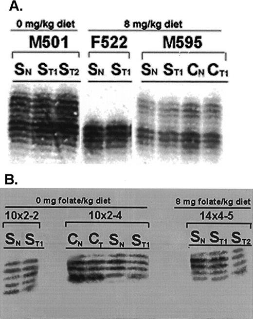 Fig. 3. Representative autoradiograms of microsatellite instability assay in Apc+/− Msh2−/− mice fed different levels of dietary folate. A, D10 Mit2 locus assessed in mice fed diet before the establishment of neoplastic foci. B, D5 Mit10 locus assessed in mice fed diet after the establishment of neoplastic foci. There was no difference in electrophoretic mobility of DNA from corresponding normal and small intestinal or colonic adenoma samples at either loci, indicating a lack of microsatellite instability. SN: normal small bowel mucosal DNA; STn: small bowel adenoma DNA (subscript n represents different samples); CN, normal colon DNA; and CTn, colon adenoma DNA (subscript n represents different samples).