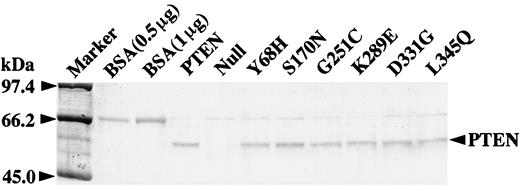 Fig. 1. Bacterial expression and purification of PTEN. Recombinant(His)6-PTEN expressed from wild-type PTEN,null pQE30 vector, and mutant PTEN (Y68H, S170N, G251C,K289E, D331G, and L345Q) in E. coli was purified using Ni-NTA-agarose, as described in “Materials and Methods.”Approximately 0.5–1 μg of the proteins was separated by SDS-PAGE and visualized by Coomassie Blue staining. BSA was used for judging the concentration of the PTEN protein. Null, null pQE30 vector as a negative control; PTEN, wild-type PTEN as a positive control.