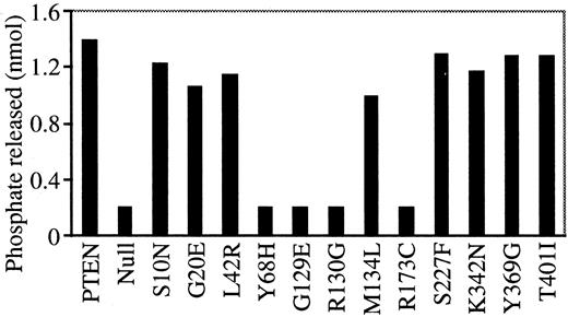 Fig. 3. Phosphatase activity of PTEN against PtdIns(3,4,5)P3. Two μg of (His)6-PTEN were assayed for phosphoinositol phosphatase activity against water-soluble diC8-PtdIns(3,4,5)P3. The amount of free phosphate released in the reaction was measured at A620 nm and compared with a standard curve. The data are representative of three experiments that yielded similar results.