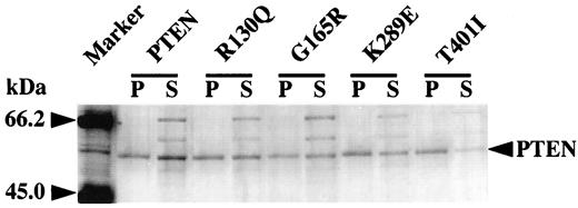 Fig. 4. PTEN binding activity to LMVs. A representative silver-stained gel of protein bound to LMVs is shown. P,the pellet fraction coprecipitated with LMVs. S, the supernatant fraction without binding to LMVs. Note that proteins other than PTENs exist only in the supernatant fractions.