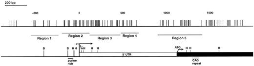 Fig. 1. Schematic representation of the 5′ region of the human AR gene (Xq11–12) demonstrating the AR CpG island. The AR gene contains a∼3-kb CG-rich region (each CpG is indicated by a vertical tic) extending across the transcription start site (right angle arrow at +1) and through exon 1(black bar). Regions examined by mapping methylation are shown (designated as Regions 1–5). Methylation-sensitive restriction enzyme sites are noted as follows: Smal, S; BssHll, B; and Hpall, H. UTR, untranslated region. ATG,translation start site.