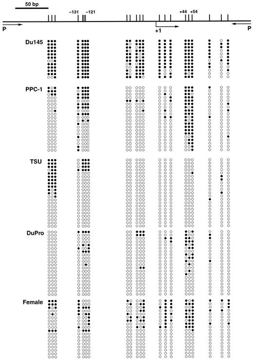 Fig. 2. Determination of the methylation status of individual alleles in the AR core promoter region (region 2). The methylation status of each allele in metastatic prostate cancer cell lines and normal female tissues was assessed by direct sequencing of cloned products from bisulfite-treated DNA. The data are summarized graphically with each tic mark (top)representing a CpG site from −200 to +115. Specific CpG sites in region 2 are listed in Table 2<$REFLINK>. Each individual allele sequenced is represented by a row of circles. Ten to 20 alleles were sequenced for each cell line. Unmethylated CpG dinucleotide, ○; methylated CpG dinucleotide, •.
