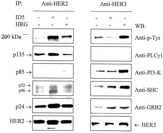 Fig. 1. ID5-induced and heregulin-induced association of signaling proteins with HER2 and HER3. SKBr3 cells were treated with ID5 (65 nm), heregulin (0.3 nm), or medium alone for 20 min at 37°C and lysed in immunoprecipitation buffer as described in“Materials and Methods.” Anti-HER2 (left) and anti-HER3 (right) immunoprecipitates were resolved by 10% SDS-PAGE and transferred to a polyvinylidene difluoride membrane. Filters were cut horizontally into strips of appropriate ranges for detecting associated signaling proteins and blotted with the indicated antibodies. Finally, the blots were reprobed with anti-HER2 or anti-HER3 antibody to reveal the levels of HER2 or HER3 immunoprecipitated. This experiment is representative of three independent experiments.