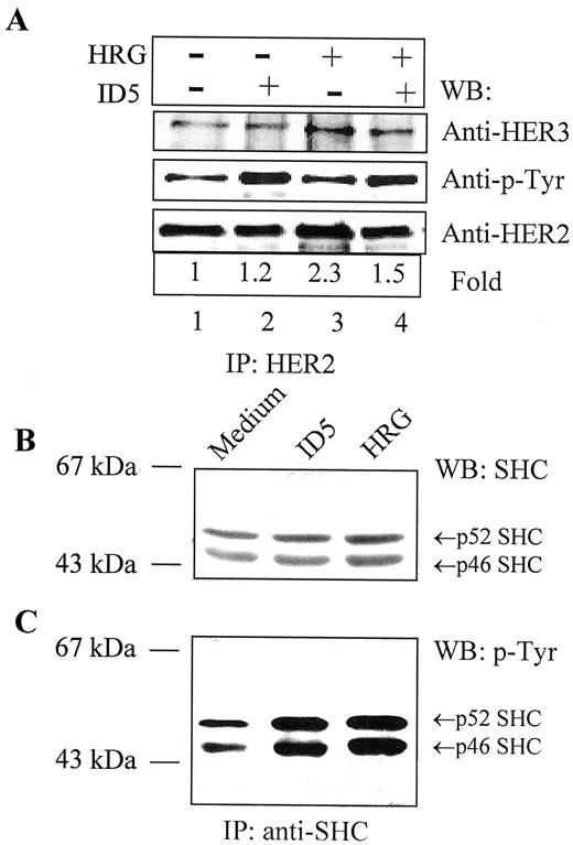 Fig. 2. Interaction of HER2 and HER3 receptors and tyrosine phosphorylation of SHC isoforms. SKBr3 cells were treated and total lysates were prepared as described in Fig. 1<$REFLINK>. In A,anti-HER2 immunoprecipitates were resolved by 6% SDS-PAGE. Filters were first blotted with anti-HER3 antibody and then stripped and reprobed with anti-phosphotyrosine antibody and anti-HER2 antibody. In B, total lysates were resolved by 8% SDS-PAGE, and Western blotting was performed with a polyclonal anti-SHC antibody. In C, immunoprecipitation with anti-SHC antibody and Western blotting with a mouse anti-phosphotyrosine antibody were performed as described in “Materials and Methods.”