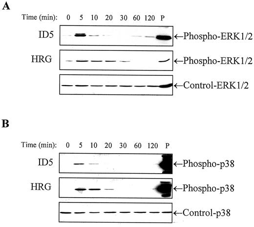 Fig. 3. Effect of ID5 and heregulin on ERK1/2 and p38 MAP kinase signaling. Cells were incubated for the indicated time points with ID5(65 nm), heregulin (0.3 nm), or medium. Total cell lysates were obtained and then analyzed by Western blotting with anti-phospho-ERK1/2 or anti-phospho-p38 antibodies. Filters were stripped and reprobed with anti-ERK1/2 or p38 antibodies as a control. P, a positive control from total cell lysates of OVCAR3 cells treated with 0.3 m sorbitol for 30 min.