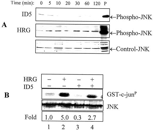 Fig. 4. Effect of ID5 and heregulin on the JNK MAP kinase signaling pathway. Cells were incubated for the indicated time points with ID5 (65 nm), heregulin (0.3 nm), or medium. In A, total cell lysates were obtained and then analyzed by Western blotting with anti-phospho-JNK antibody. Filters were stripped and reprobed with anti-JNK antibody as a control. P, a positive control from total cell lysates of OVCAR3 cells treated with 0.3 m sorbitol for 30 min. In B, JNK activity was measured by using a pull-down kinase assay kit. Cells were treated with diluent (Lane 1),heregulin (Lane 2), or ID5 (Lane 3) for 20 min. In Lane 4, cells were pretreated with ID5 for 30 min before treatment with heregulin for an additional 20 min.