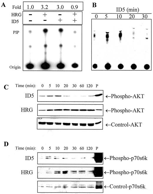 Fig. 5. Effect of ID5 and heregulin on the PI3-K signaling pathways. Cells were incubated for 10 min (A) or for the indicated time intervals (B−D) with ID5(65 nm), heregulin (0.3 nm), or medium. In A, Lane 4, cells were pretreated with ID5 for 30 min at 37°C and then subjected to heregulin treatment for an additional 10 min. Cell lysates were immunoprecipitated with anti-phosphotyrosine antibody and subjected to a PI3-K activity assay as described in “Materials and Methods.” In B, the time course of PI3-K activity has been studied after ID5 treatment. In C and D, total cell lysates were obtained and then analyzed by Western blotting with anti-phospho-AKT(C) or anti-phospho-p70s6k (D)antibodies. Filters were stripped and reprobed with anti-ERK1/2(C) or p38 (D) antibodies as a control. P in C and D denotes a positive control from total cell lysates of OVCAR3 cells treated with 0.3 m sorbitol for 30 min.