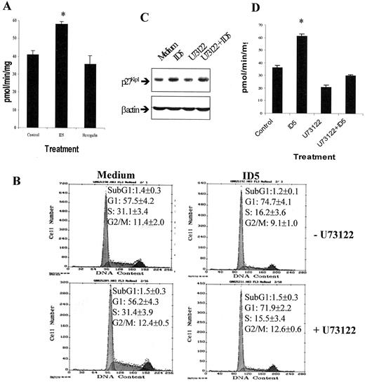 Fig. 6. Effect of ID5 on PLC-γ1 activity. In A,an inositol phosphate formation assay was used to determine PLC-γ1 activity according to a previous report (36). ∗, P < 0.05 compared with the control. In B, cell cycle distribution was analyzed by flow cytometry after cells were treated with ID5 for 24 h in the presence or absence of the PLC-γ1 inhibitor U73122 (4μ m). In C, cells were pretreated with or without U73122 overnight and then treated with ID5 for 2 h. Total lysates were prepared and analyzed by Western blotting with an anti-p27Kip1 antibody. In D, cells were pretreated with or without U73122 overnight and then subjected to the inositol phosphate formation assay as described in “Materials and Methods.” ∗, P < 0.05 compared with the control.