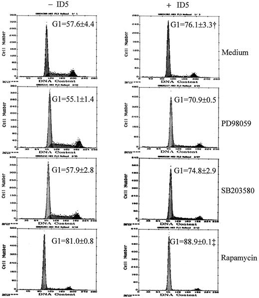 Fig. 7. Effect of blocking the MAP kinase and p70s6k signaling pathways on ID5-induced cell cycle G1 arrest. Cells were pretreated overnight with either the ERK1/2 MAP kinase-specific inhibitor PD98059 (50 μm), the p38 MAP kinase-specific inhibitor SB203580 (2 μm), or the p70s6k inhibitor rapamycin (55 μm). Cells were then washed and treated with heregulin for 24 h, and cell cycle distribution was analyzed by flow cytometry. †, P = 0.01 compared with untreated group; ‡, P = 0.04 compared with ID5-treated group (n = 4).