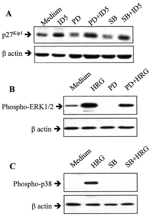 Fig. 8. Effect of blocking the MAP kinase signaling pathways on ID5-induced p27Kip1 expression. In A, cells were pretreated overnight with either PD98059 (50 μm) or SB203580 (2 μm). Cells were then washed and treated with ID5 for 2 h. Total lysates were prepared and analyzed by Western blotting with an anti-p27Kip1 antibody. In Band C, cells were pretreated overnight with either PD98059 (50 μm) or SB203580 (2 μm). Cells were then washed and treated with heregulin for 20 min. Total lysates were prepared and analyzed by Western blotting with anti-phospho-ERK1/2 antibody (B) or anti-phospho-p38 antibody(C).
