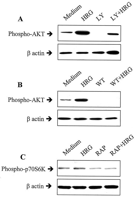 Fig. F11-9767. The efficacy of the PI3-K inhibitors and the p70s6k inhibitor. SKBr3 cells were pretreated overnight with either LY294002(10 μm; a), wortmannin (2 μm;b), or rapamycin (55 μm; c). Cells were then washed and treated with heregulin for 20 min. Total lysates were prepared and analyzed by Western blotting with anti-phospho-AKT antibody (A and B) or anti-phospho-p70s6k antibody (C).