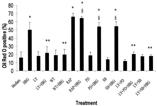 Fig. F12-9767. Effect of blocking the PI3-K and MAP kinase signaling pathways on heregulin-induced cell differentiation. Cells were pretreated overnight with either PD98059 (50 μm),SB203580 (2 μm), LY294002 (10 μm),wortmannin (2 μm), LY294002 (10 μm) plus PD98059 (50 μm), LY294002 (10 μm) plus SB203580 (2 μm), or rapamycin (55 μm). Cells were then washed and treated with heregulin for 72 h, and Oil Red O staining was performed as described in “Materials and Methods.” ∗, P=0.005 compared with medium-treated control; ∗∗, P < 0.05 compared with HRG-treated group;§, P > 0.05 compared with HRG-treated group.