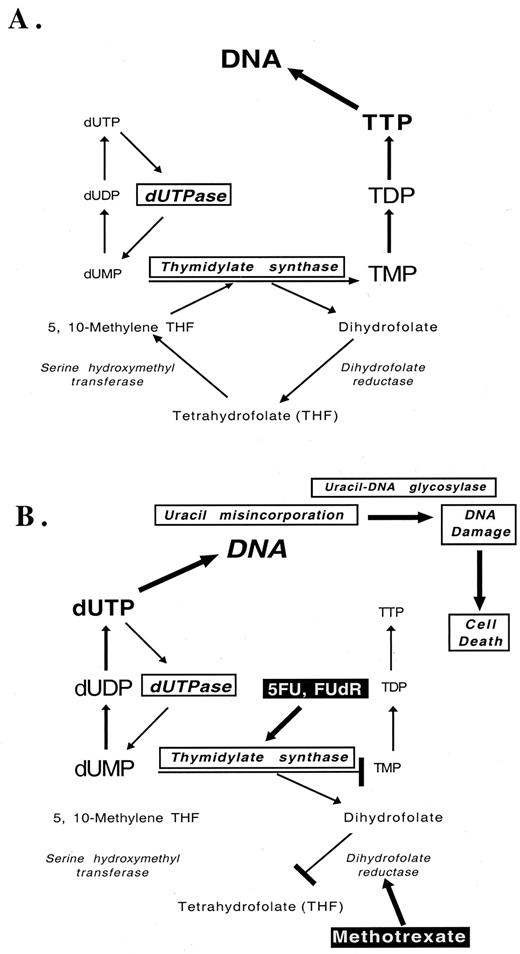 Fig. 1. Partial schematic diagram of de novothymidylate metabolism. A, this simplified diagram of TMP synthesis illustrates the role of thymidylate synthase, dUTPase,DHFR, and serine hydroxymethyltransferase. Under normal cellular conditions, dUTP pools are eliminated by the action of dUTPase. See text for details. B, this simplified diagram illustrates the mechanism of action of inhibitors of TS (5-FU and FUdR) and DHFR(methotrexate). Inhibition of the TS reaction leads to the accumulation of dUTP, which is misincorporated into DNA, leading to DNA strand breaks and ultimately cell death by the action of uracil-DNA glycosylase. See text for details.