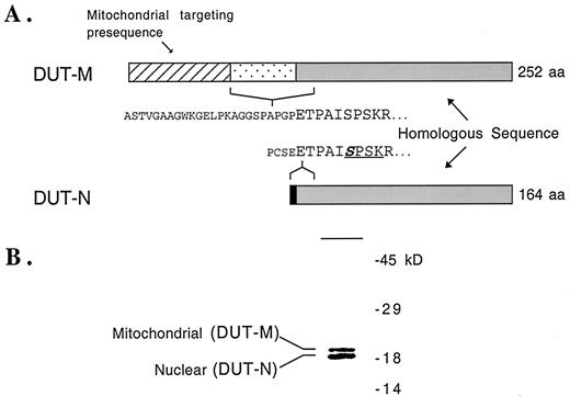 Fig. 2. Protein structure and Western blot analysis of dUTPase isoforms. A, DUT-N and DUT-M proteins were characterized in detail by a combination of NH2-terminal sequencing and mass spectrometry (25, 31, 32). The protein sequences presented here illustrate the unique NH2 termini and overlapping regions of the DUT-N and DUT-M proteins. Large lettering indicates overlapping sequence. The remainder of the protein sequences not shown is identical between the two isoforms. The underlined region of DUT-N identifies a consensus target sequence for cyclin-dependent protein kinase phosphorylation. The bold face and italicized letteringindicates the in vivo site of DUT-N serine phosphorylation. B, to demonstrate the cross-reactivity of DUT415, dUTPase protein was immunoprecipitated from total HeLa cell extract and fractionated by 15% SDS-PAGE. dUTPase protein isoforms were detected by Western blot analysis using dUTPase-specific polyclonal antibodies. The identity of each dUTPase isoform is indicated, and molecular weight standards are expressed in thousands.