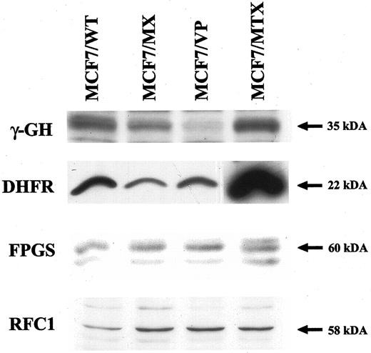 Fig. 1. Western blot analyses of γ-GH, DHFR, FPGS, and RFC in WT and resistant MCF7 cells. Whole cell (for DHFR), cytoplasmic (for FPGS and γGH) extracts or membrane preparations (for RFC1) of MCF7/WT,MCF7/MX, MCF7/VP, and MCF7/MTX cells were electrophoresed on a polyacrylamide gel and transferred onto a membrane as described in“Materials and Methods.” Antibody-specific signals were detected by enhanced chemiluminescence. A representative picture from at least two different gels per protein is shown.
