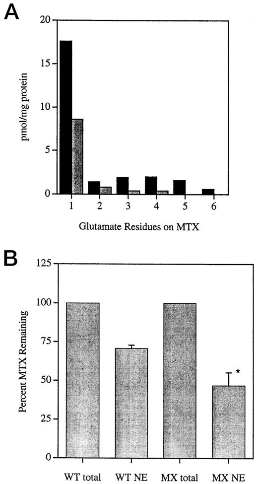 Fig. 3. Polyglutamylation of MTX in MCF7/WT and MCF7/MX cells. A, MTX polyglutamylation in MCF7/WT (black bars) and MCF7/MX (gray bars). After 24 h of accumulation of MTX, the various polyglutamate chain lengths were separated by high-performance liquid chromatography and quantitated as described in “Materials and Methods.” Data are the means of two separate analyses. B, NE MTX pools in MCF7/WT and MCF7/MX cells were measured after a 24 h accumulation period. Total cellular MTX was measured immediately(total) or after a 1-h efflux (NE). The amount of NE drug is expressed as percent of total and represents the average of three independent experiments performed in triplicate(mean ± SE). ∗, P < 0.03.