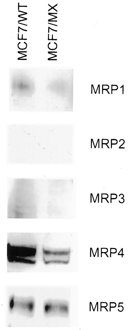 Fig. 5. Western blot analyses of MRP protein expression in MCF7/WT and MCF7/MX cells. Membrane preparations of MCF7/WT and MCF7/MX cells were electrophoresed on a polyacrylamide gel and transferred to a membrane as described in the “Materials and Methods.”Antibody-specific signals were detected by enhanced chemiluminescence. A representative picture from at least two different gels per protein is shown.