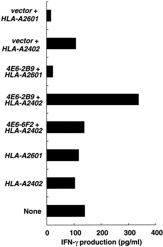 Fig. 1. Recognition of a 4E6-2B9 gene product by the GK-CTLs. COS7 cells were transfected with 100 ng of clone 4E6-2B9 or 4E6-6F2 (as a negative control) DNA along with 100 ng of HLA-A2402 or HLA-A2601 cDNA (as a negative control) and were tested for their ability to stimulate IFN-γ production by the GK-CTLs at an effector:stimulator ratio of 10. Values represent the means of the triplicate assays.