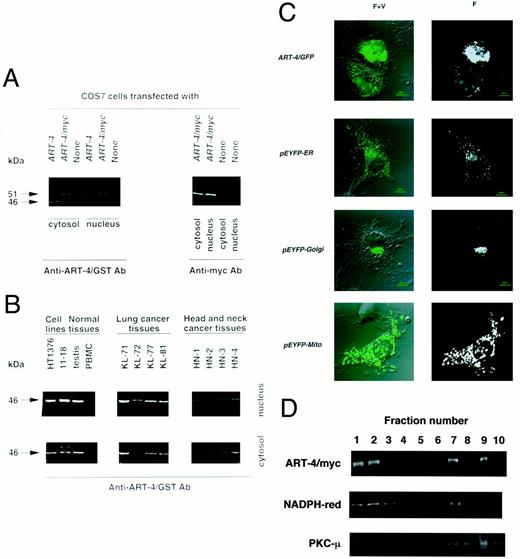 Fig. 3. Characterization of the ART-4 protein. A,expression of the ART-4 protein in transfectants. Expression of the ART-4 protein in COS7 cells transfected with the ART-4or ART-4/myc gene or in the parental COS-7 cells was analyzed by Western blotting with anti-ART-4/GST polyclonal Ab or anti-myc mAb. B, expression of the ART-4 protein in various cell lines and tissues was studied by Western blot analysis with anti-ART4/GST polyclonal Ab. A summary of the results is shown in Table 1<$REFLINK>. C, expression of the ART-4/GFP fusion protein in the transfectants. COS7 cells were transfected with the ART-4/GFP gene followed by serial observation under a Zeiss confocal Ar-Kr laser scanning microscope with both fluorescence and visible rays (F+V) or fluorescence only(F). Localization of the ART-4/GFP protein was recorded under an FITC filter (520 nm). The exposure sequences and imaging were controlled by LSM version 3.70 imaging software. The visible-ray image was studied by differential interference microscopy. COS7 cells transfected with Living Colors subcellular localization vectors, pEYFP-ER, pEYFP-Golgi, or pEYFP-Mito (Clontech), show representative fluorescence patterns of ER, Golgi, or mitochondria-resident proteins, respectively. D, subcellular localization of ART-4 protein in the ART-4/myc transfectants. Homogenate of the transfectants was fractionated by sucrose density gradient centrifugation, followed by Western blot analysis. The ART-4/myc fusion protein was detected by anti-myc mAb. For detection of ER and Golgi marker proteins, anti-NADPH cytochrome P450 reductase and anti-protein kinase Cμ antibodies,respectively, were used.