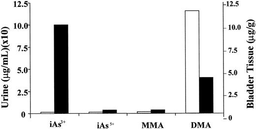 Fig. 3. Urinary and bladder tissue metabolites of arsenic. Mice were treated with 0.01% sodium arsenite (iAs3+) in their drinking water for 16 weeks. Urine (□) and tissue (▪) were collected, and metabolites were determined as described in “Materials and Methods.” Each value represents mean a of 2–4 animals. The control levels of arsenic in the bladder issue and urine were similar to the assay detection limits (3 ng/g or ng/ml), except that urinary concentrations of DMA were 88 ± 15 ng/ml.