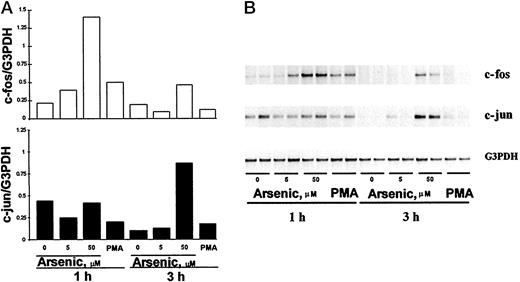 Fig. 6. c-jun and c-fos expression in UROtsa cells treated for 1 or 3 h with sodium arsenite. A, image analysis of ethidium bromide-stained RT-PCR products after normalization relative to the density of each corresponding band for G3PDH. B, RT-PCR was determined as described in “Materials and Methods.” Cultures were performed in quadruplicate, and representative samples are shown.