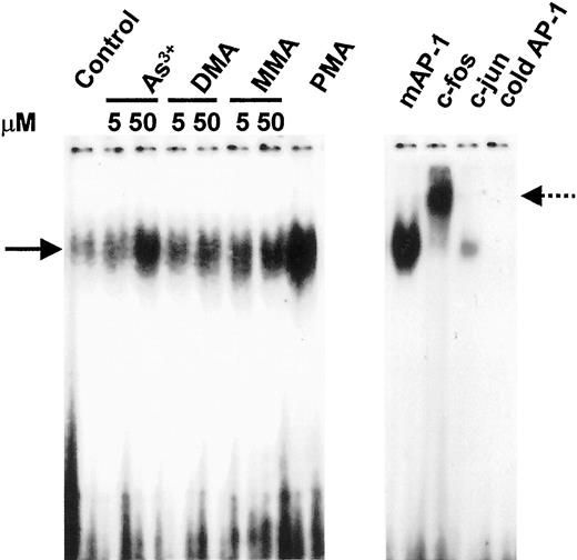Fig. 7. AP-1 DNA binding activity in UROtsa cells treated with arsenic. Nuclear extracts from UROtsa cells were treated for 2 h with vehicle, sodium arsenite, DMA, or MMA and evaluated by EMSA using a 32P-labeled double-stranded oligonucleotide probe containing the AP-1 consensus sequence. A mutated AP-1 probe(mAP-1) and a 50-fold excess of the unlabeled consensus probe were used to establish specificity. For immunochemical characterization, nuclear extracts were preincubated (1 h at 4°C)with 2 μg of antibodies to c-fos or c-jun subunits. As a positive control, cells were incubated for 2 h with 50 ng/ml PMA, and AP-1 activity was determined on isolated nuclear proteins.