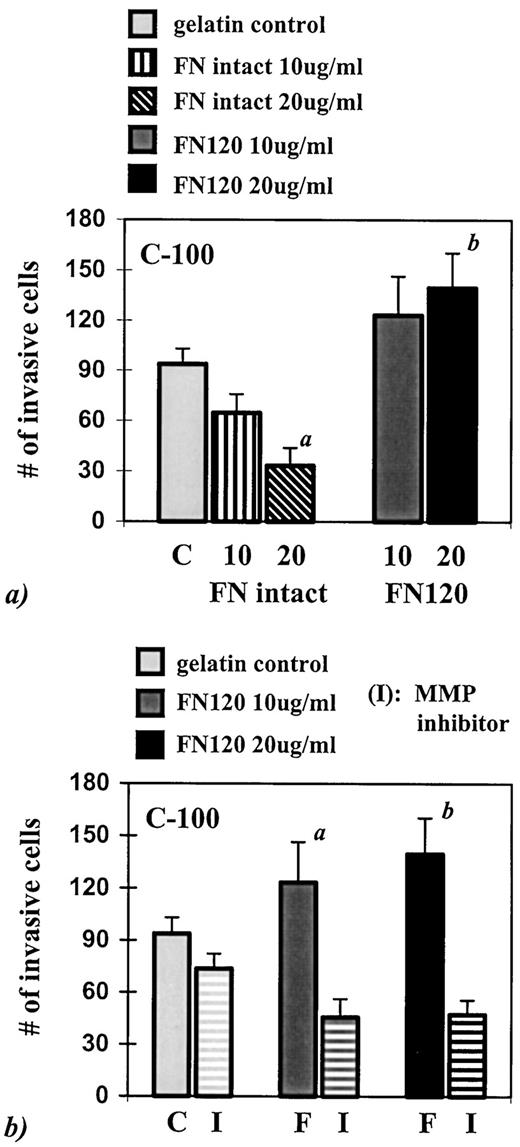 Fig. 4. a, cell invasion assay for C-100 cells on 200μg/ml gelatin, 200 μg/ml gelatin with intact FN at 10 μg/ml and 20 μg/ml, and 200 μg/ml gelatin with FN120 at 10 μg/ml and 20μg/ml. Cells were plated in the upper wells of modified Boyden chambers using 0.5% FBS as a chemoattractant in the lower wells. Cell invasion was measured as a function of the number of cells that transversed from the upper chamber to the lower chamber within 24 h. Data are expressed as the mean ± SE. C-100 invasion on intact FN (20 μg/ml) statistically different than invasion on gelatin control matrix, aP < 0.01, two- tailed t test. Increased invasion on FN120 compared to gelatin control marginally statistically significant, bP = 0.05, test for linearity [gelatin control, FN120 (10 μg/ml) and FN120 (20 μg/ml)] adjusted for multiple comparisons. b, C-100 invasion on 200 μg/ml gelatin with 0, 10, and 20 μg/ml FN120 in the absence and presence of MMP inhibitor GW9471. C-100 invasion on FN120 (10 μg/ml)statistically different from invasion of GW9471-treated cells, aP < 0.03. C-100 invasion on FN120 (20 μg/ml) statistically different from invasion of GW9471-treated cells, bP < 0.01. Experimental conditions performed in triplicate, with each experiment performed in duplicate. Representative data are shown.