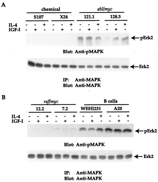 Fig. 5. The MAPK is constitutively active in abl/myc plasma cell tumors. Cells were serum starved for 2 h, either not stimulated or stimulated with IL-4 or IGF-I for 10 min, and lysed. Equivalent amounts of cell lysates(100 μg/lane) were subjected SDS-PAGE, and transferred proteins were immunoblotted with anti-phospho-MAPK (A and B,top panels). Equivalent amounts of cell lysates were immunoprecipitated (IP) with anti-MAPK, and transferred proteins were blotted with the same antibody (A and B, bottom panels).