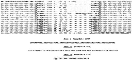 Fig. 1. Exon/intron boundary sequences of the hTCF4gene. Intronic and exonic sequences are written in small and capital letters, respectively. Exons are numbered 1 to 17, in italics when alternative, and in boldcharacters when not reported in previously published works. In the latter case, complete sequences of these exons are indicated. The ag/gt dinucleotides at intron/exon boundaries are underlined,and those normally used are vertically aligned. Sequences that are added or removed from the coding sequence because of the use of alternative donor and acceptor splice sites are written in italics.