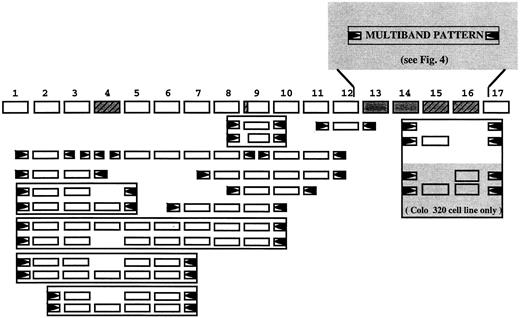 Fig. 2. RT-PCR analysis of the hTCF-4 gene. Sense and antisense primers were chosen in the hTCF-4 exons as indicated by arrows. PCR experiments giving more than a single DNA fragment are framed. Alternative exons are shown in gray, whereas exons corresponding to previously unknown hTCF-4 sequences are striped. An alternative splice acceptor site in exon 9 is also indicated.