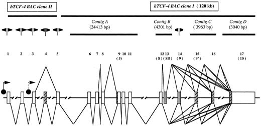 Fig. 3. Summary of the hTCF-4 genomic organization and its alternative splicings. The extent of BAC clones and plasmid contigs as compared with the genomic sequence is represented at the top of the figure. Double direction arrows indicate exon/intron boundaries sequenced by primer walking. Alternative exons are gray, and exons corresponding to unknown hTCF-4 sequences are striped. Previously used exon numbering is indicated in parentheses. The main splicing events occurring between exons 12 and 17 are represented differently in Fig. 6<$REFLINK>. The known hTCF-4 promoter and the putative second one(dotted-lined) are depicted by black dotswith arrows.