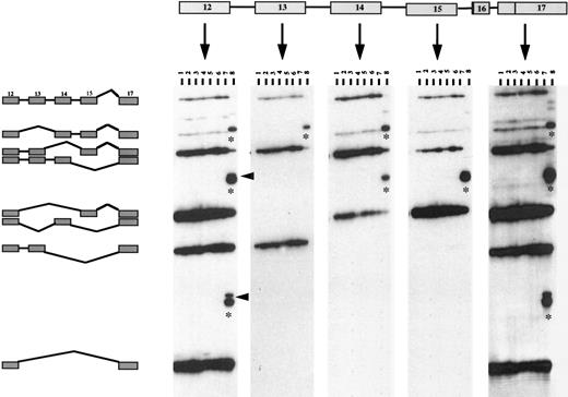 Fig. 4. Analysis of alternative splicing between exons 12 and 17. RT-PCR products obtained from eight colorectal cancer cell lines(Lane 1, GLY; Lane 2, LS174T; Lane 3, LoVo; Lane 4, TC71; Lane 5,LS1034; Lane 6, HT29; Lane 7, V9P; Lane 8, COLO 320) using a sense primer in exon 12 and an antisense primer in exon 17 were run on a denaturing polyacrylamide gel, transferred onto a nylon membrane, and sequentially hybridized with 32P-labeled, exon-specific probes as indicated. Left, the deduced splicing profiles of each mRNA species(as confirmed by sequencing). , COLO 320-specific mRNA species containing exon 16. All other cell lines showed the same profiles (not shown).