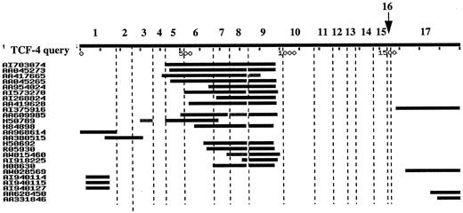 Fig. 5. ESTern e-blot analysis of the hTCF-4 gene. The result of a BLAST search on EST databases is represented, and accession numbers of the ESTs giving a score >200 are shown. The query was the longer hTCF-4 mRNA sequence, including all alternative exons and splice sites as deduced from our experiments. An interruption of the line representing an EST indicates a sequence present in the query sequence and absent in the EST. Sequence alignments were also checked for sequences present internally in ESTs and absent in the query sequence; however, none were observed.
