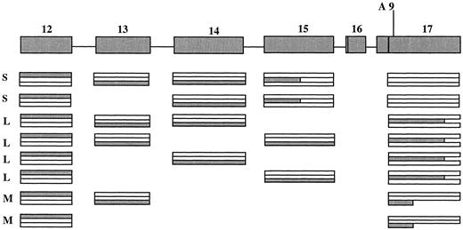 Fig. 6. Reading frames used in alternative exons between exons 12 and 17. The reading frames used in each exon are indicated in gray. Exons 13, 14, 15, and 16 have 51, 73, 73, and 25 bp, respectively. The alternative splicing events of exons 14 and 15 change the reading frames used in exon 17 as indicated. For the different COOH-terminal ends, encoded by the corresponding alternative mRNA species: S, short; M, medium; L, long.