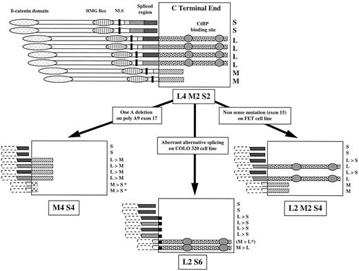 Fig. 7. Consequences of hTCF-4 mutations on the eight alternative TCF-4 isoforms encoded by the different mRNA species. The main functional domains of hTCF-4 are indicated. COOH-terminal ends of the eight isoforms encoded by the eight differently spliced mRNA species are framed. The S (short), M(medium), and L (long) COOH-terminal ends of each isoform are indicated. The two CtBP binding sites present in long isoforms are represented by gray circles. The total content of short, medium, and long isoforms in nonmutated and mutated cell lines are indicated in boxes with the same lettering system. The mRNA encoding the L* form in the COLO 320 cell line has not been experimentally detected.