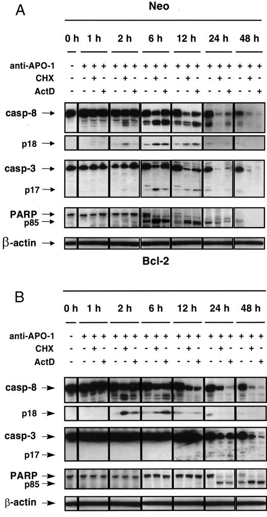Fig. 2. Enhancement of anti-APO-1-induced caspase activation by CHX or ActD. SHEP neuroblastoma cells transfected with vector control (A, Neo) or Bcl-2 (B) were treated for the indicated periods with 1 μg/ml anti-APO-1 monoclonal antibody in the presence or absence of 1 μg/ml CHX or 0.1 μg/ml ActD. Cell lysates (40 μg of protein/lane) were separated by 12% SDS-PAGE. Western blot analysis for caspase-8, caspase-3, PARP, or β-actin protein was performed using mouse anti-caspase-8 monoclonal antibody,mouse anti-caspase-3 monoclonal antibody, rabbit anti-PARP polyclonal antibody, or mouse anti-β-actin monoclonal antibody. The active fragment of caspase-8 was detected at Mr∼18,000, the active fragment of caspase-3 at Mr ∼17,000, and the cleaved product of PARP at Mr ∼85,000. Expression ofβ-actin was used to control equal protein loading.
