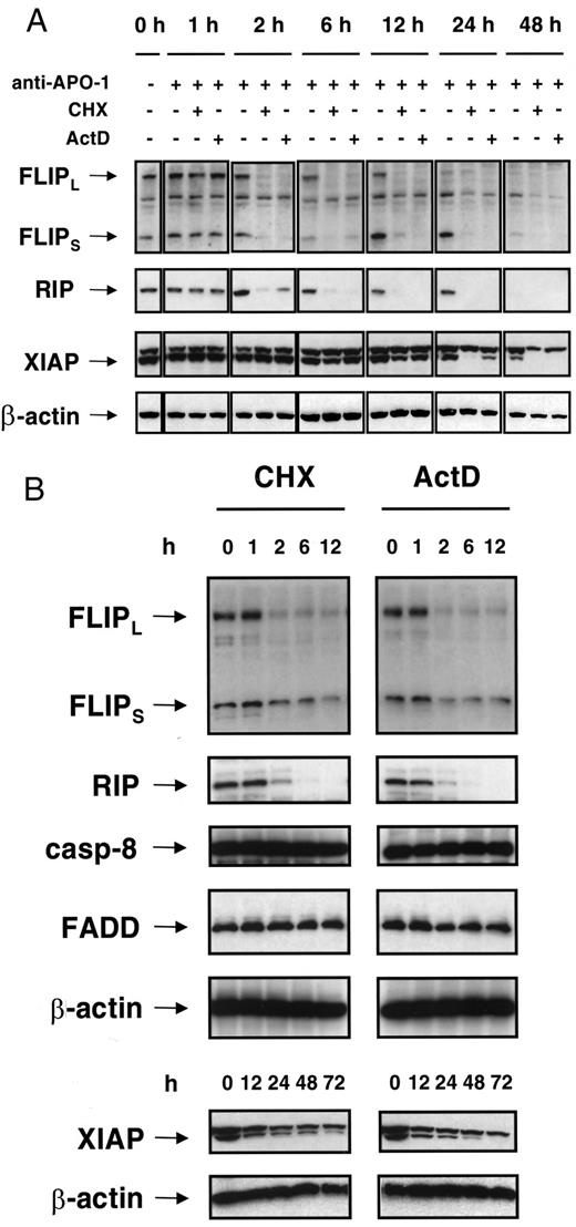 Fig. 3. Down-regulation of FLIP, RIP, or XIAP expression by CHX or ActD. A, enhancement of anti-APO-1-induced down-regulation of FLIP, RIP, or XIAP expression by CHX or ActD. SHEP neuroblastoma cells were treated for the indicated periods with 1μg/ml anti-APO-1 monoclonal antibody in the presence or absence of 1μg/ml CHX or 0.1 μg/ml ActD. Western blot analysis for FLIP, RIP,XIAP, or β-actin protein was performed as described above using mouse anti-FLIP monoclonal antibody, mouse anti-RIP monoclonal antibody,mouse anti-XIAP monoclonal antibody, or mouse anti-β-actin monoclonal antibody. The migration positions of the two isoforms of FLIP,FLIPlong (FLIPL) at Mr 55,000 and FLIPshort(FLIPS) at Mr27,000/28,000 are indicated. In addition to XIAP, a nonspecific XIAP immune-reactive molecule migrating slightly larger than XIAP was detected using the mouse monoclonal anti-XIAP antibody H62120(49). B, down-regulation of FLIP, RIP, or XIAP expression by CHX or ActD. SHEP neuroblastoma cells were treated for the indicated periods with 1 μg/ml CHX or 0.1 μg/ml ActD. Western blot analysis for FLIP, RIP, caspase-8, FADD, XIAP, orβ-actin protein was performed as described above.