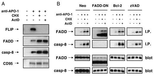 Fig. 4. Increased DISC formation by CHX or ActD through reduction of DISC-bound FLIP. A, reduced recruitment of FLIP to CD95 by CHX or ActD upon CD95 triggering results in increased recruitment of FADD and caspase-8. SHEP neuroblastoma cells were treated with 1 μg/ml anti-APO-1 monoclonal antibody for 2 h in the absence or presence of 1 μg/ml CHX or 0.1 μg/ml ActD and lysed for protein extraction. Immunoprecipitation was performed using mouse anti-APO-1 IgG3 monoclonal antibody and protein A-Sepharose, followed by immunoblotting for FLIP, caspase-8, FADD, or CD95 protein as described above. The migration position of processed FLIPlong (p43) or full-length caspase-8 is indicated. B, inhibition of DISC formation by FADD-DN. SHEP neuroblastoma cells transfected with vector control(Neo), FADD-DN, Bcl-2, or vector control cells in the presence of 50 μm zVAD.fmk were treated with 1 μg/ml anti-APO-1 monoclonal antibody for 2 h in the absence or presence of 1 μg/ml CHX or 0.1 μg/ml ActD and lysed for protein extraction. Proteins were further processed for immunoprecipitation(I.P.) or immunoblotting (blot) as described above.