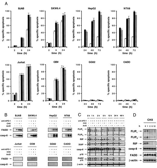 Fig. 5. Sensitization of type I cells to anti-APO-1-induced apoptosis by CHX or ActD. A, sensitization of type I cells, but not type II cells, to anti-APO-1-induced apoptosis by CHX or ActD. Type I BJAB, SKW6.4, HepG2, or NT68 cells (upper panel) or type II Jurkat and CEM cells, GG62, or CADO cells(lower panel) were treated for the indicated periods with 1 μg/ml anti-APO-1 monoclonal antibody in the absence (□) or in the presence of 1 μg/ml CHX (▪) or 0.1 μg/ml ActD (). Apoptosis was determined by FACS analysis of propidium iodide-stained DNA content as described above. Data are the means of triplicates;similar results were obtained in three separate experiments; bars,SD. B, increased DISC formation by CHX or ActD in type I cells. Type I BJAB, SKW6.4, HepG2, or NT68 cells (upper panel) or type II Jurkat and CEM cells, GG62, or CADO cells(lower panel) were treated with 1 μg/ml anti-APO-1 monoclonal antibody for 2 h in the presence or absence of 1μg/ml CHX or 0.1 μg/ml ActD. Immunoprecipitation was performed as described above. C, down-regulation of FLIP, RIP, and XIAP expression and enhanced caspase activation by CHX or ActD in type I cells. HepG2 cells were treated for the indicated periods with 1μg/ml anti-APO-1 monoclonal antibody in the presence or absence of 1μg/ml CHX or 0.1 μg/ml ActD. Western blot analysis for FLIP, RIP,XIAP, caspase-8, PARP, or β-actin protein was performed as described above. D, down-regulation of FLIP expression by CHX in type II cells. Jurkat cells were treated for the indicated periods with 1 μg/ml CHX. Western blot analysis for FLIP, RIP, caspase-8, FADD,and β-actin protein was performed as described above.